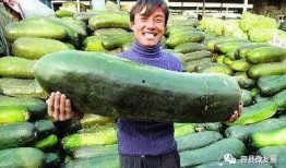 每日吃瓜 朝阳吃瓜群众一枚,朝阳吃瓜群众的生活点滴